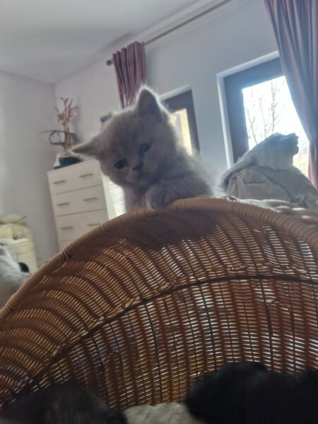 Pui pisica British Shorthair