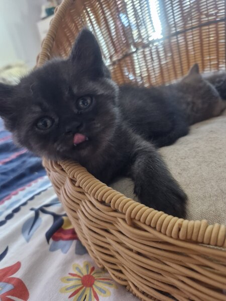 Pui pisica British Shorthair