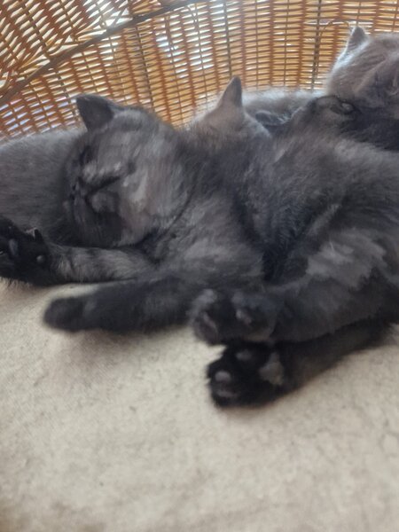 Pui pisica British Shorthair