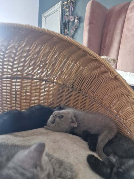 Pui pisica British Shorthair