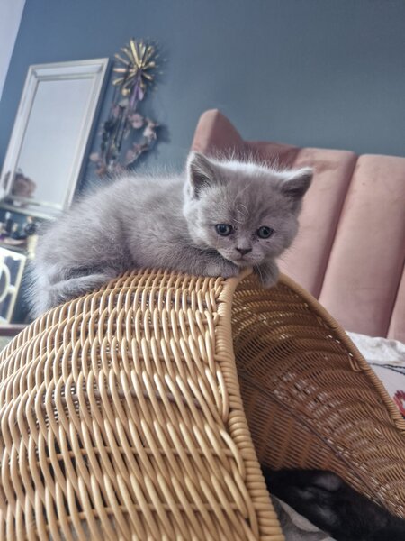 Pui pisica British Shorthair