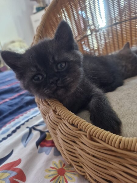 Pui pisica British Shorthair