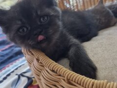 Pui pisica British Shorthair