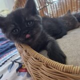 Pui pisica British Shorthair