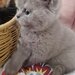 Pui pisica British Shorthair